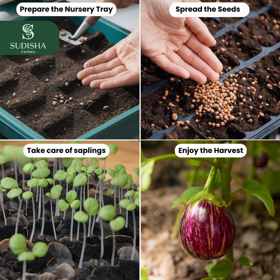 Brinjal (बैंगन) Seeds - SUDISHA FARMS