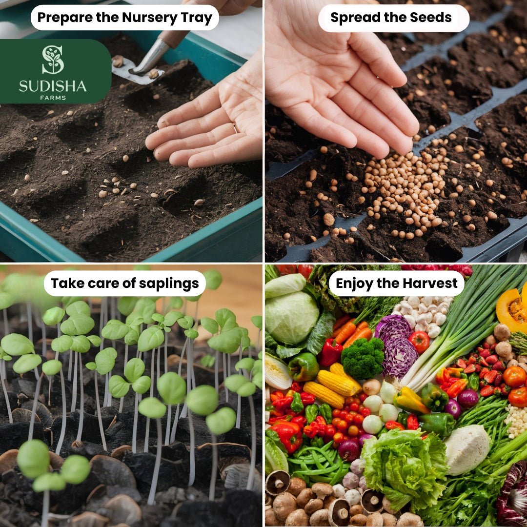 Combo Pack of Tomato, Brinjal and Chilly Seeds (30 Seeds Each) - SUDISHA FARMS
