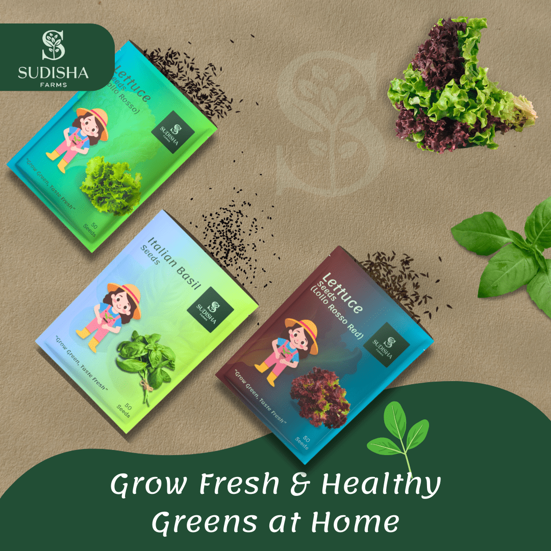 EXOTIC Combo (Green and Red Lettuce, Basil Seed) - SUDISHA FARMS