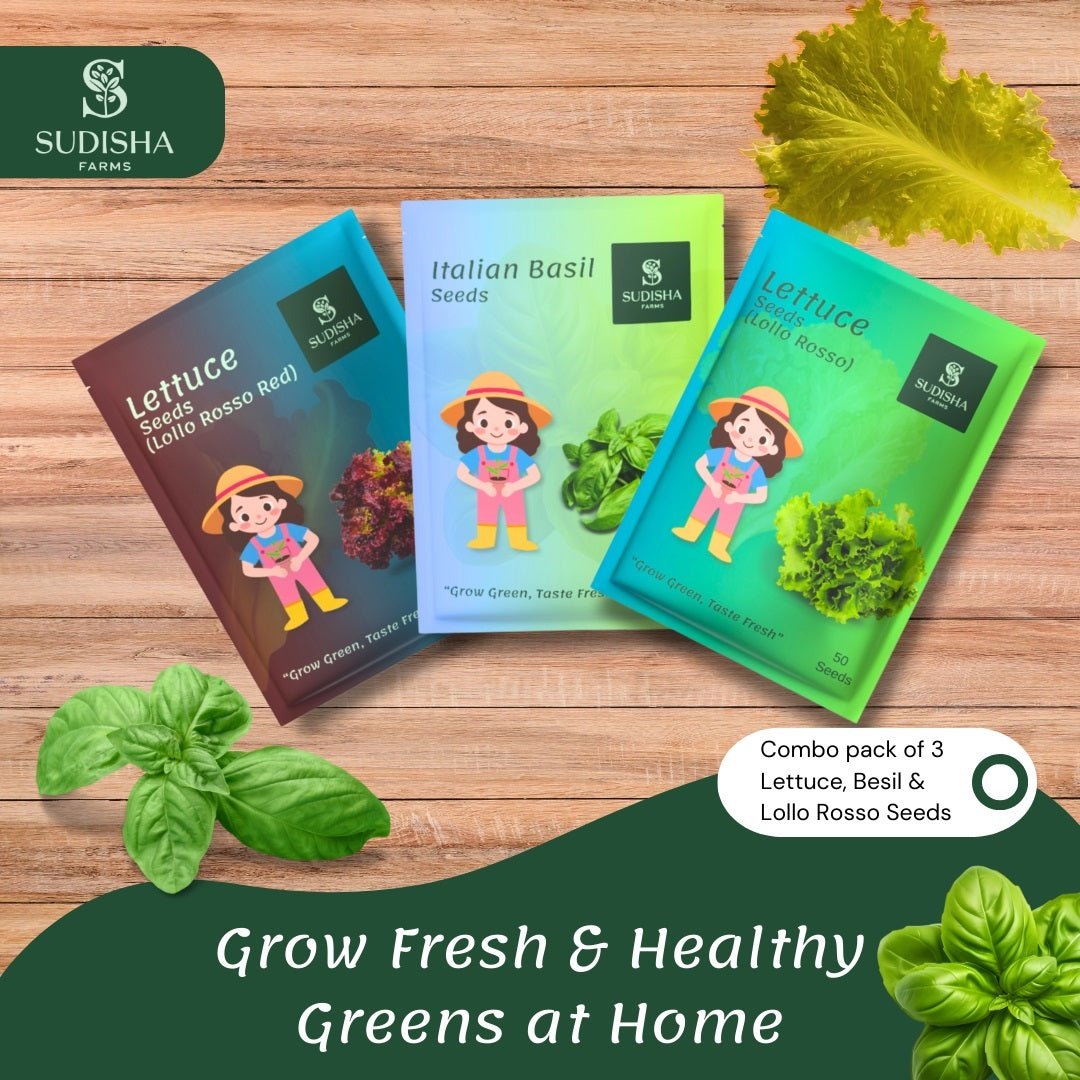 EXOTIC Combo (Green and Red Lettuce, Basil Seed) - SUDISHA FARMS