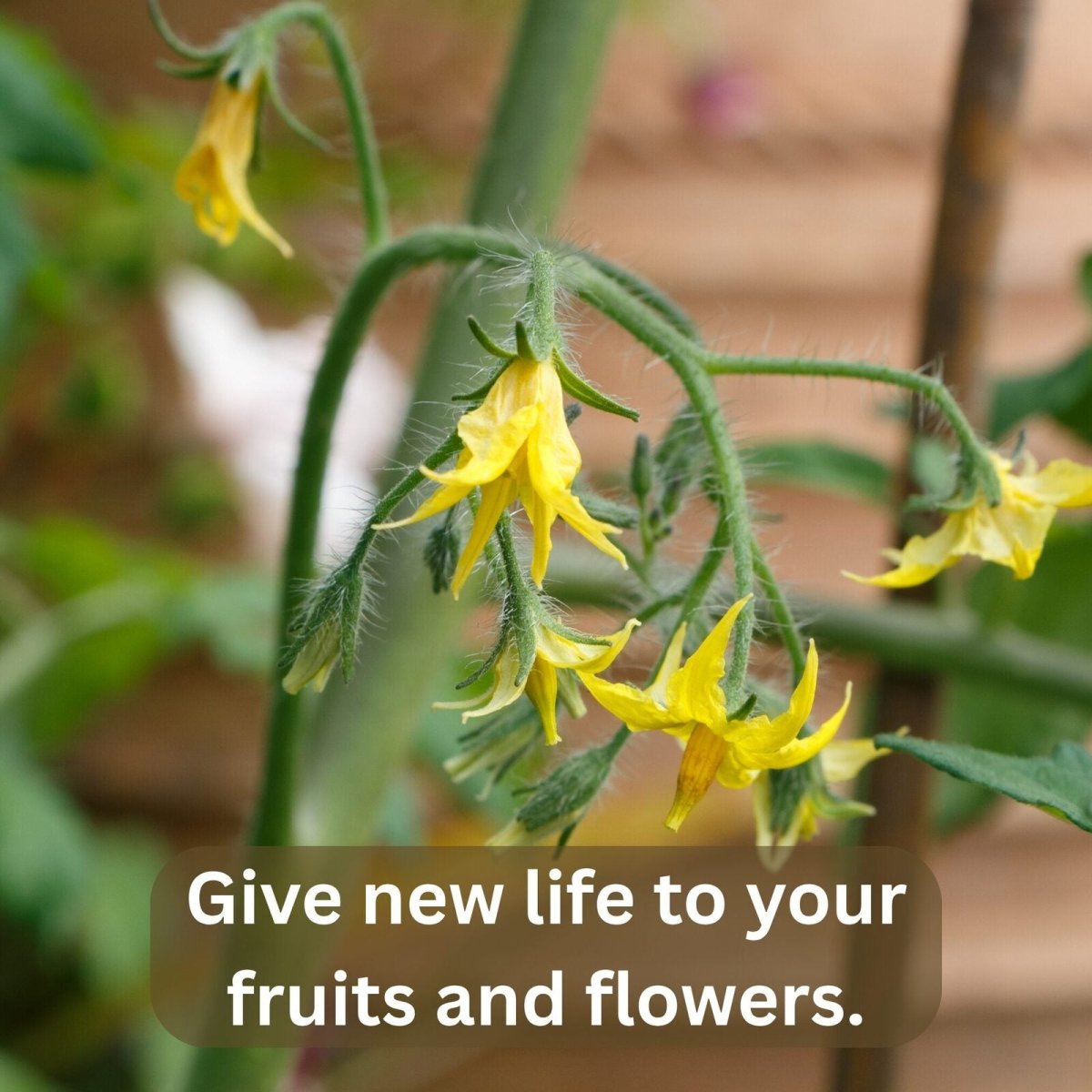 Fruit & Flowering Fixer – Boosts Blooms, Prevents Flower Drop, Ideal for Home Gardening (250g) - SUDISHA FARMS
